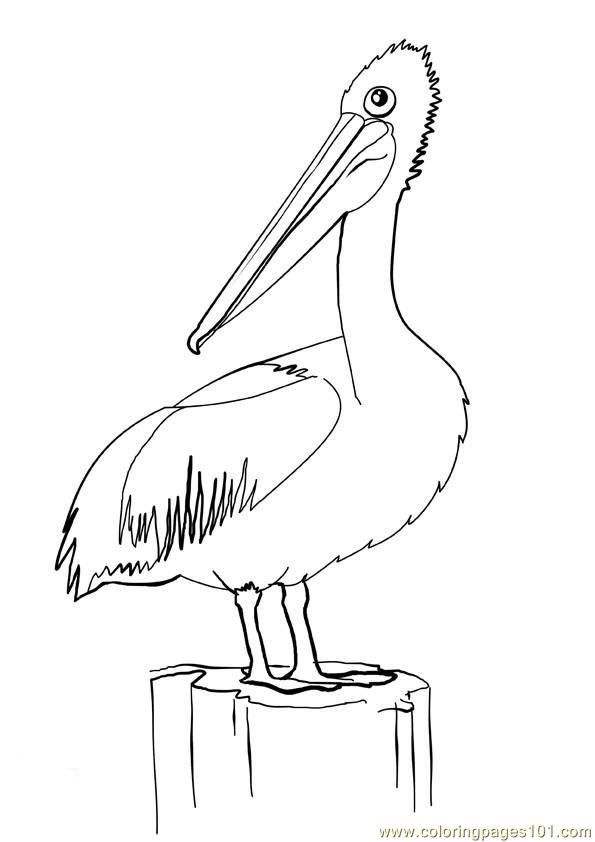 Pelican Coloring Pages 71