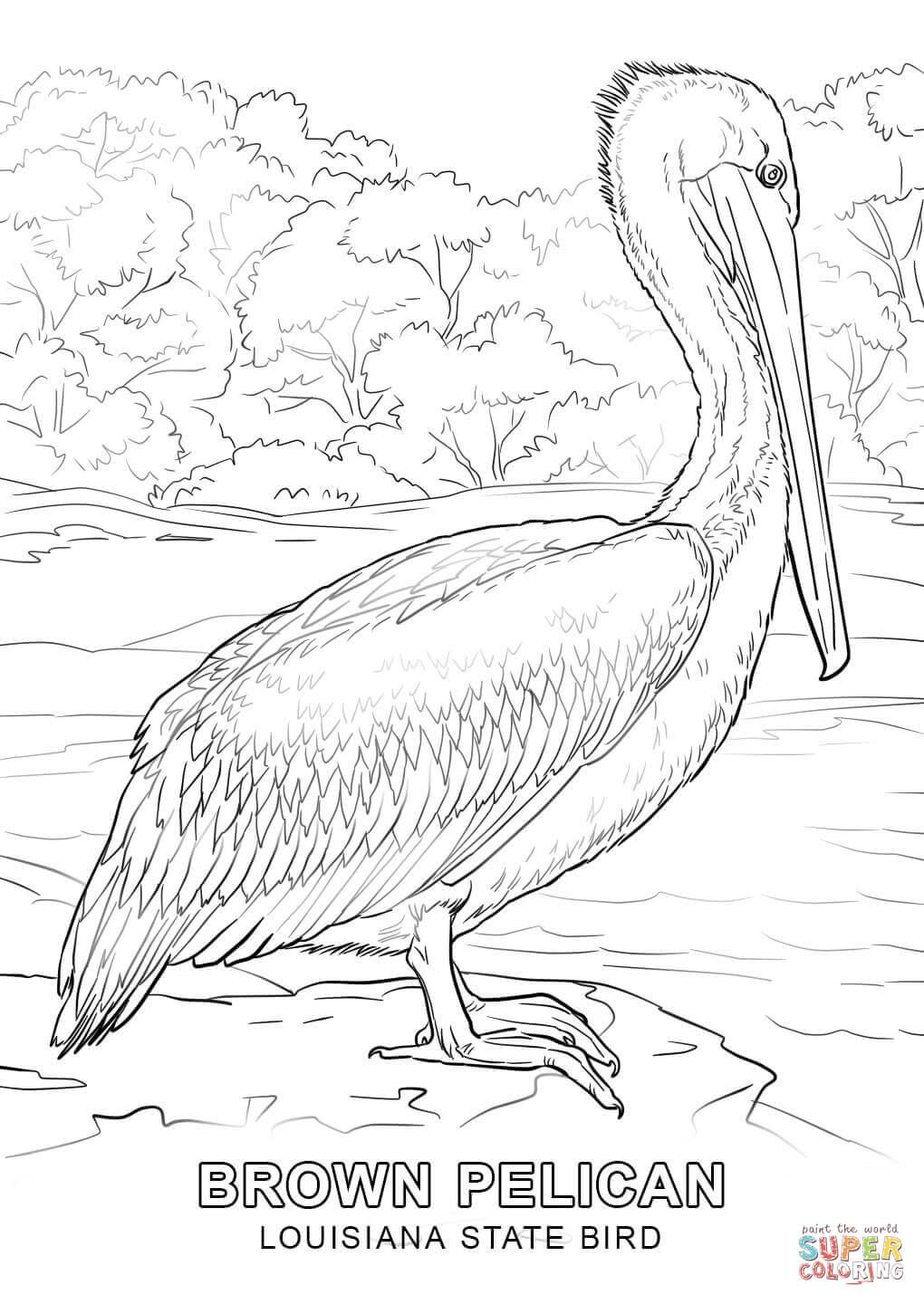 Pelican Coloring Pages 72