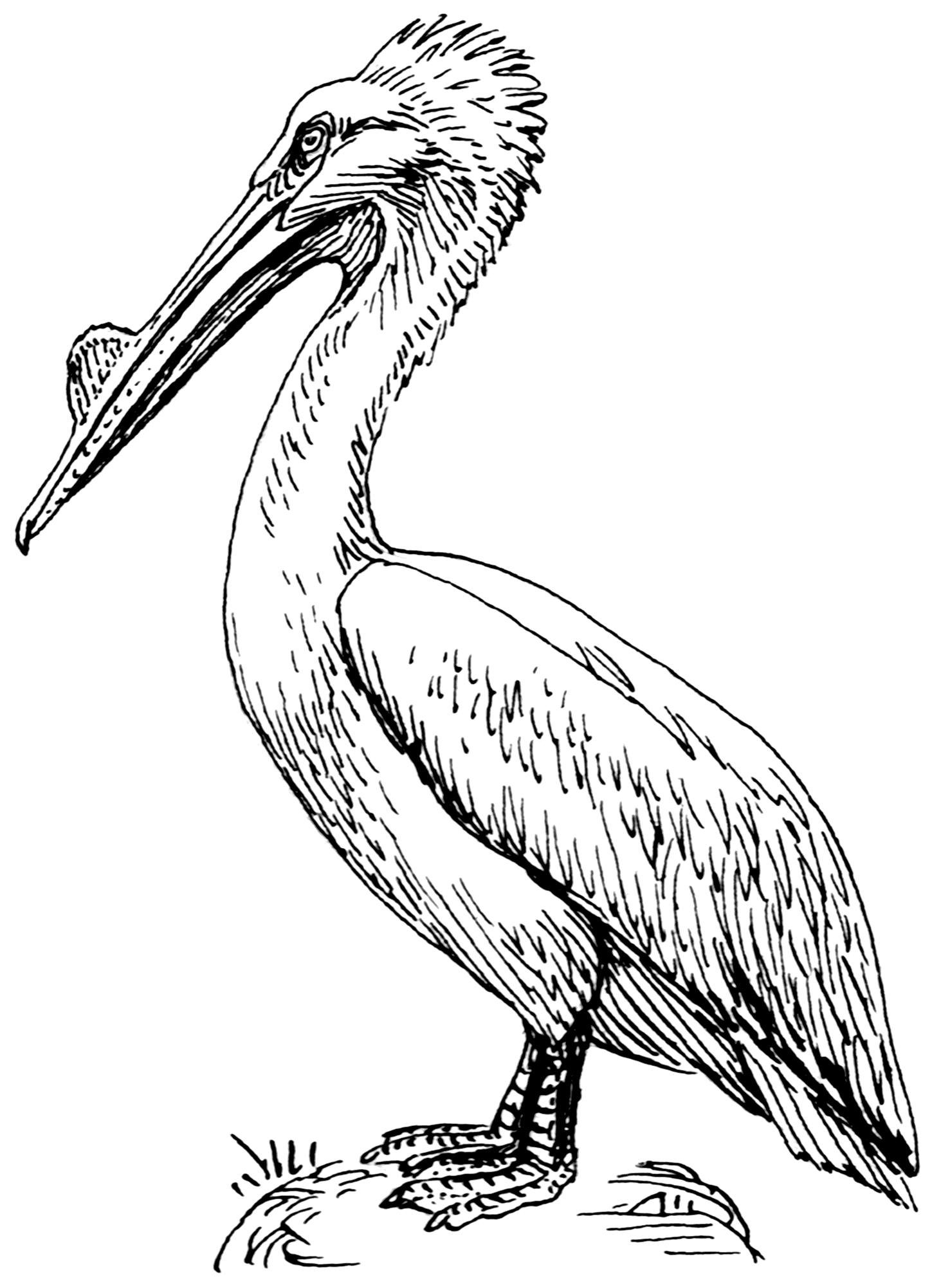 Pelican Coloring Pages 76