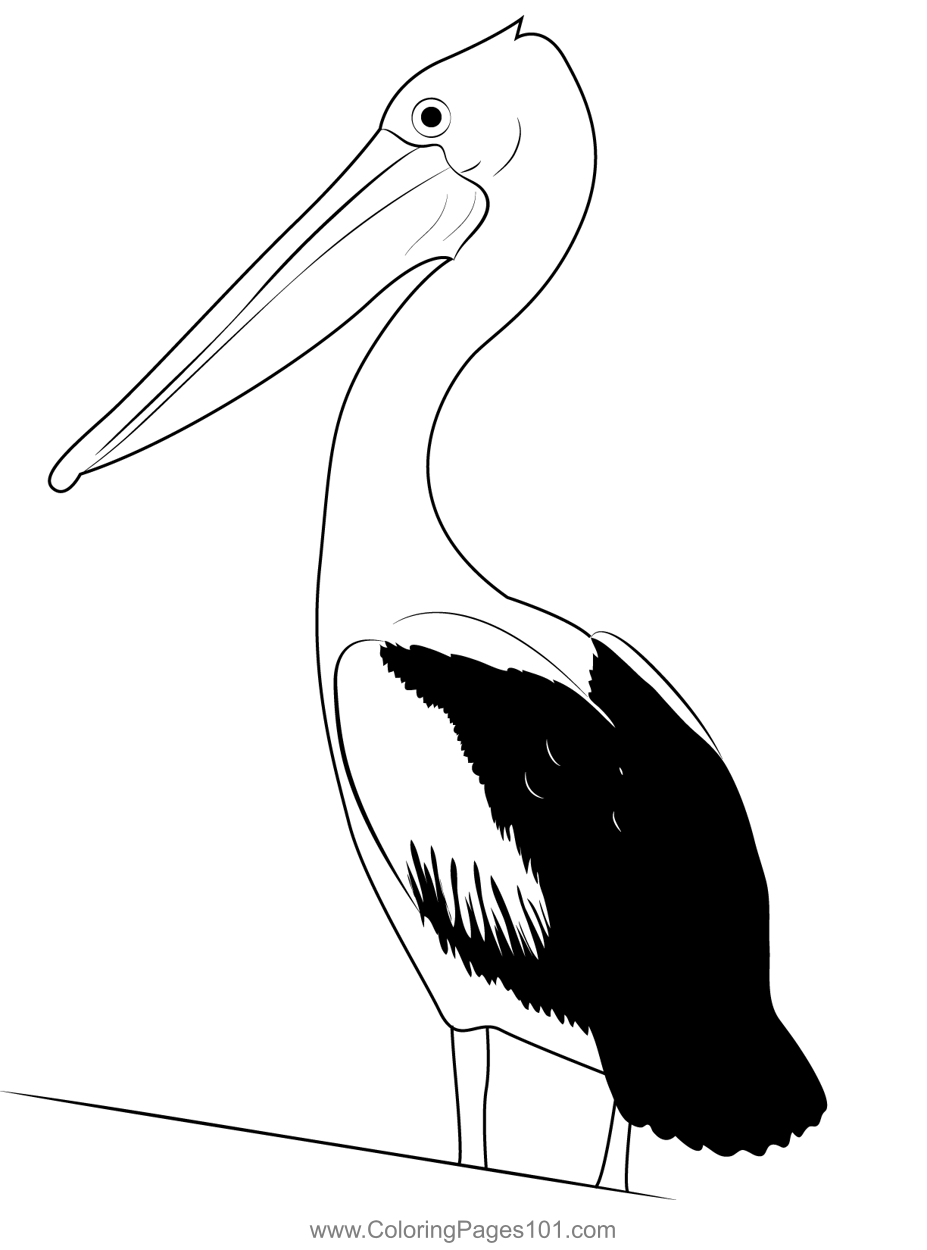 Pelican Coloring Pages 78