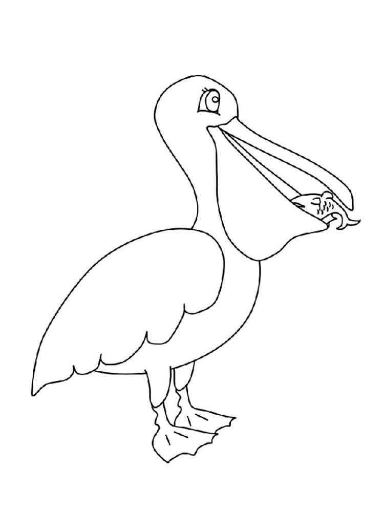 Pelican Coloring Pages 8