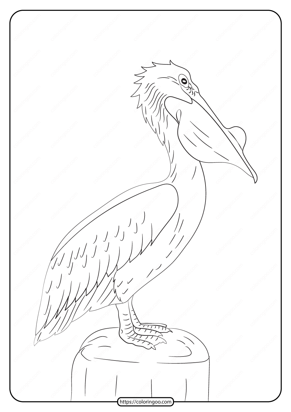 Pelican Coloring Pages 80