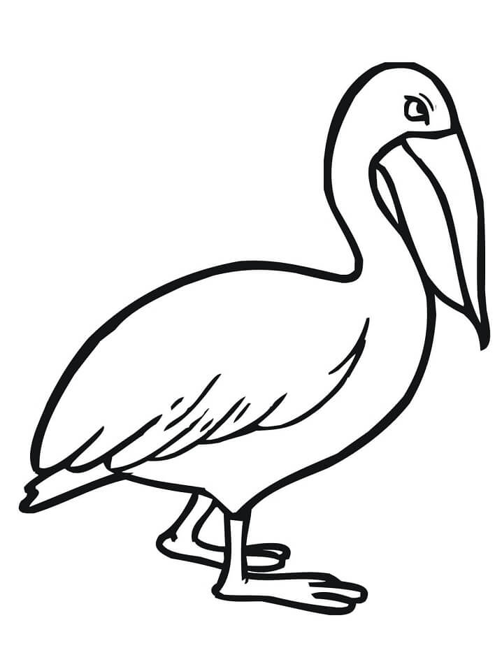 Pelican Coloring Pages 81