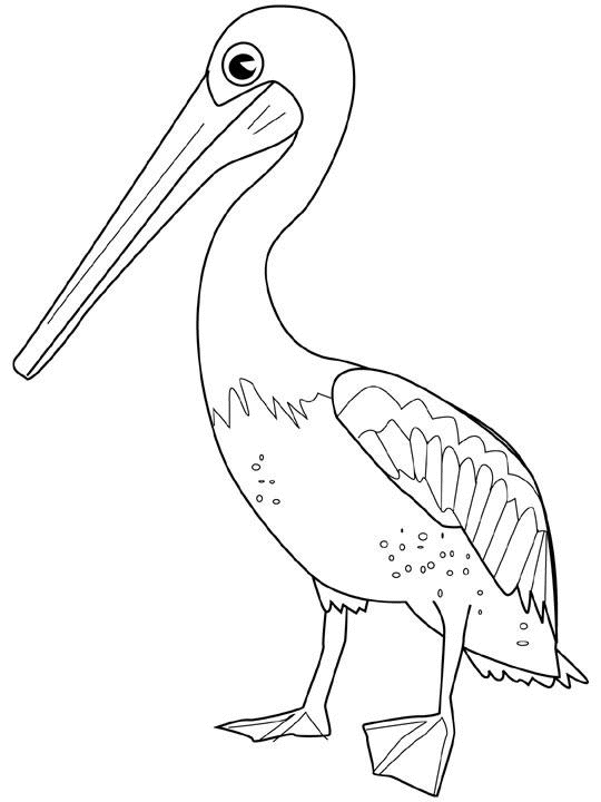 Pelican Coloring Pages 82