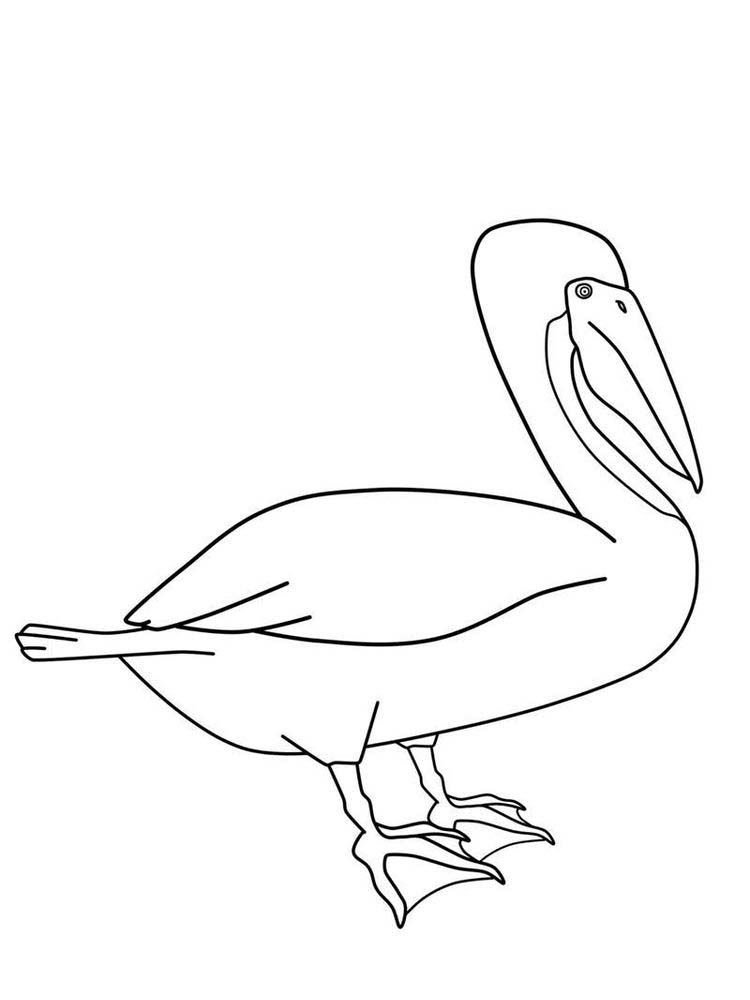 Pelican Coloring Pages 83