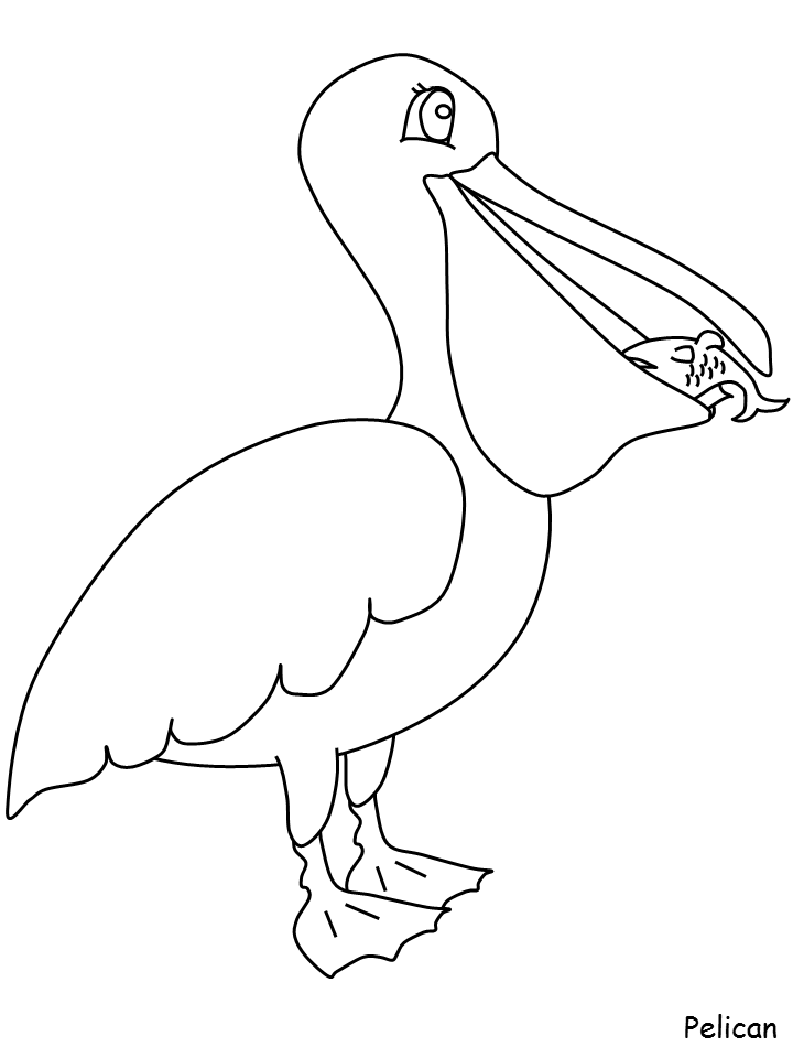 Pelican Coloring Pages 89