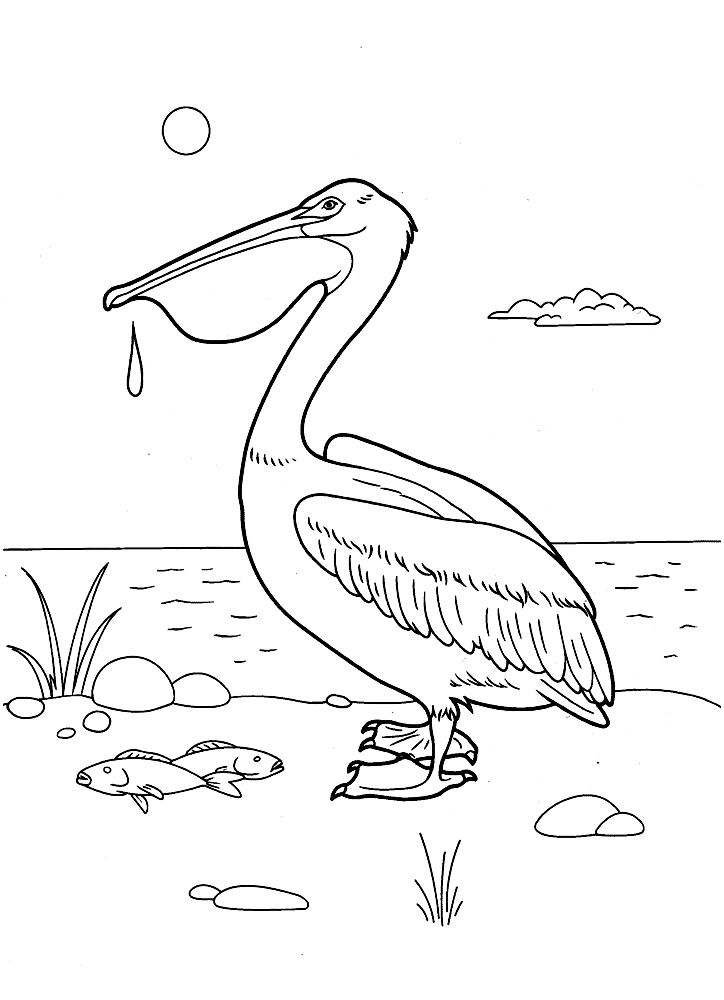 Pelican Coloring Pages 9