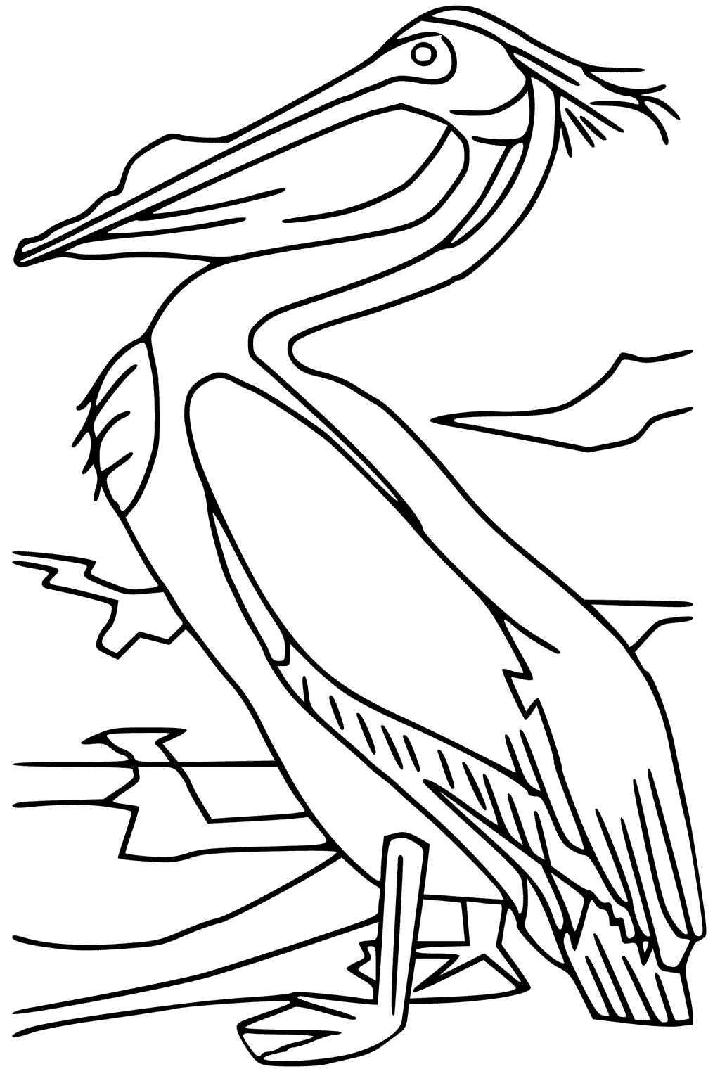 Pelican Coloring Pages 90