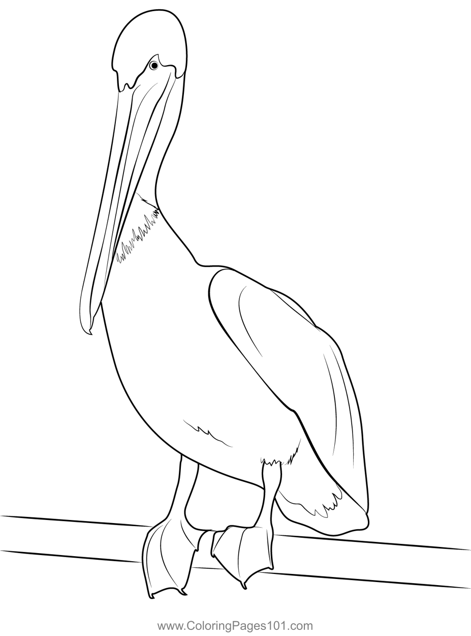 Pelican Coloring Pages 97