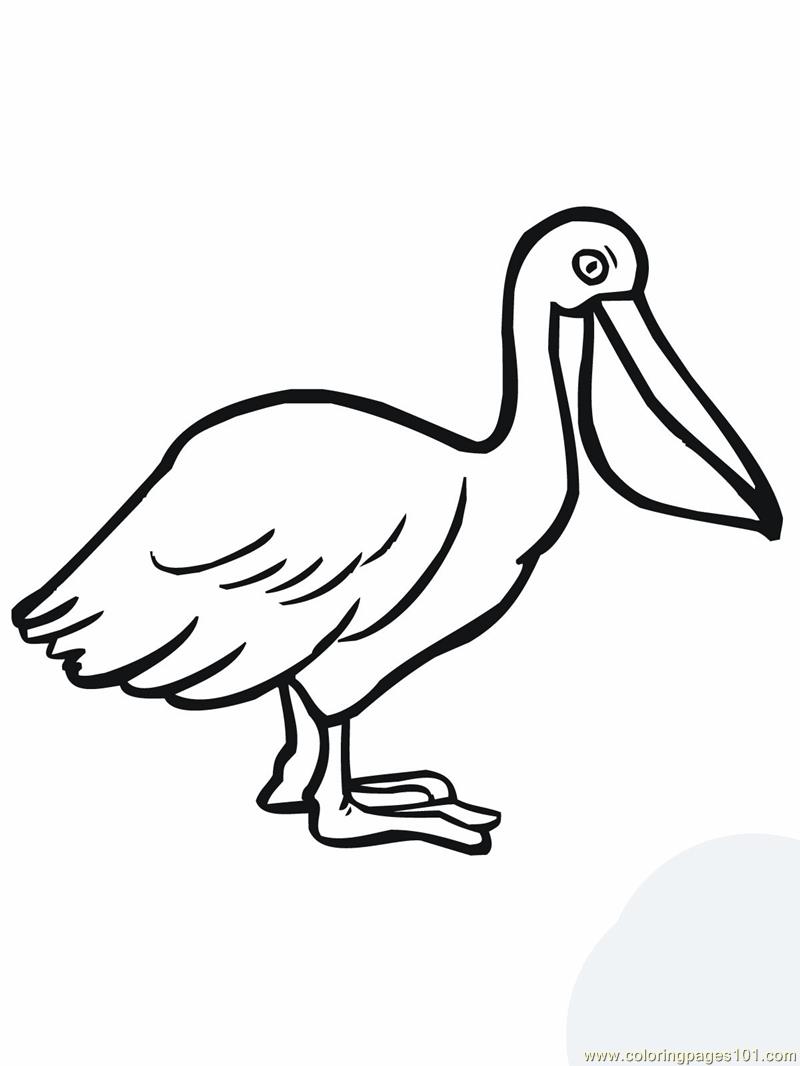 Pelican Coloring Pages 98