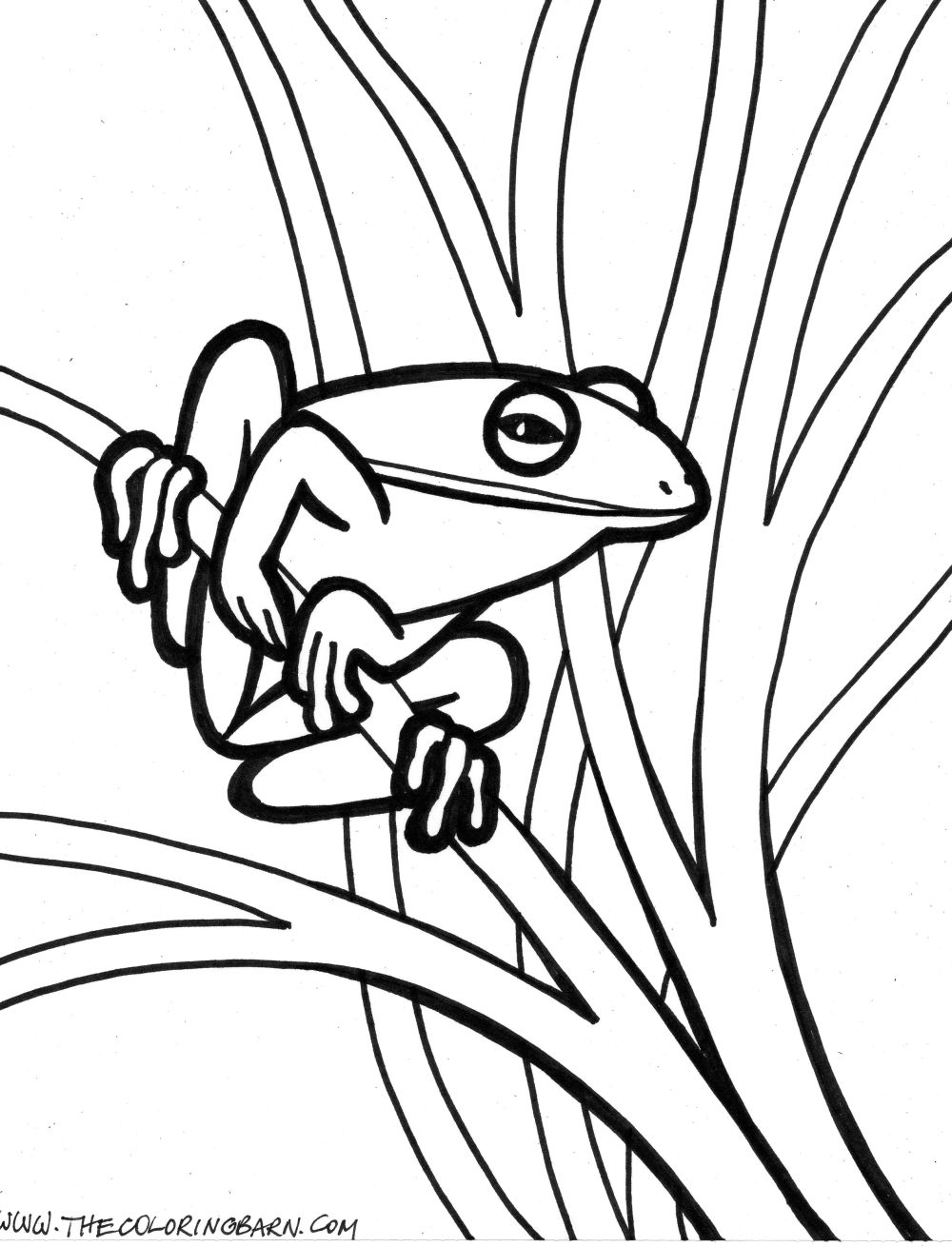 25 Free Coloring Pages Frog 11