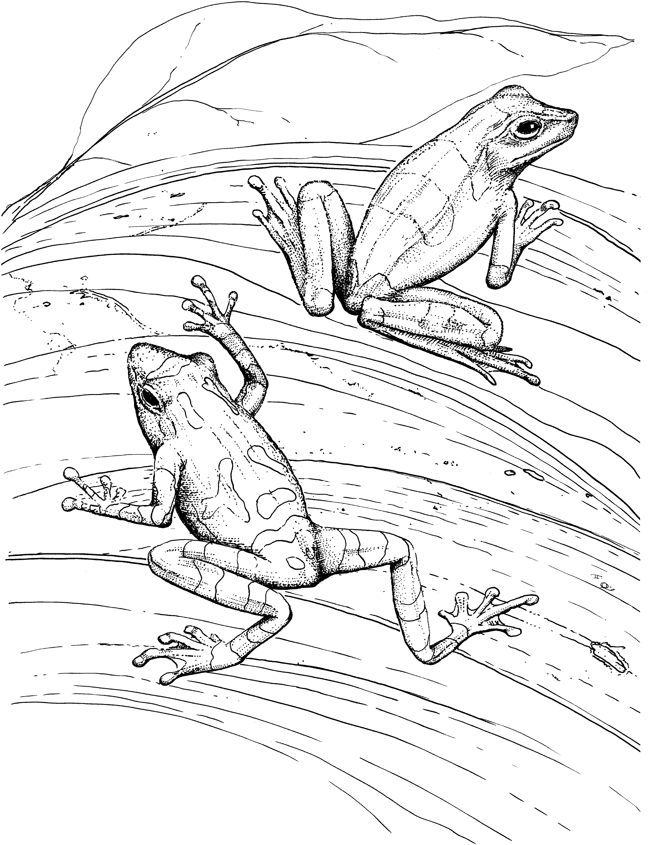 25 Free Coloring Pages Frog 15