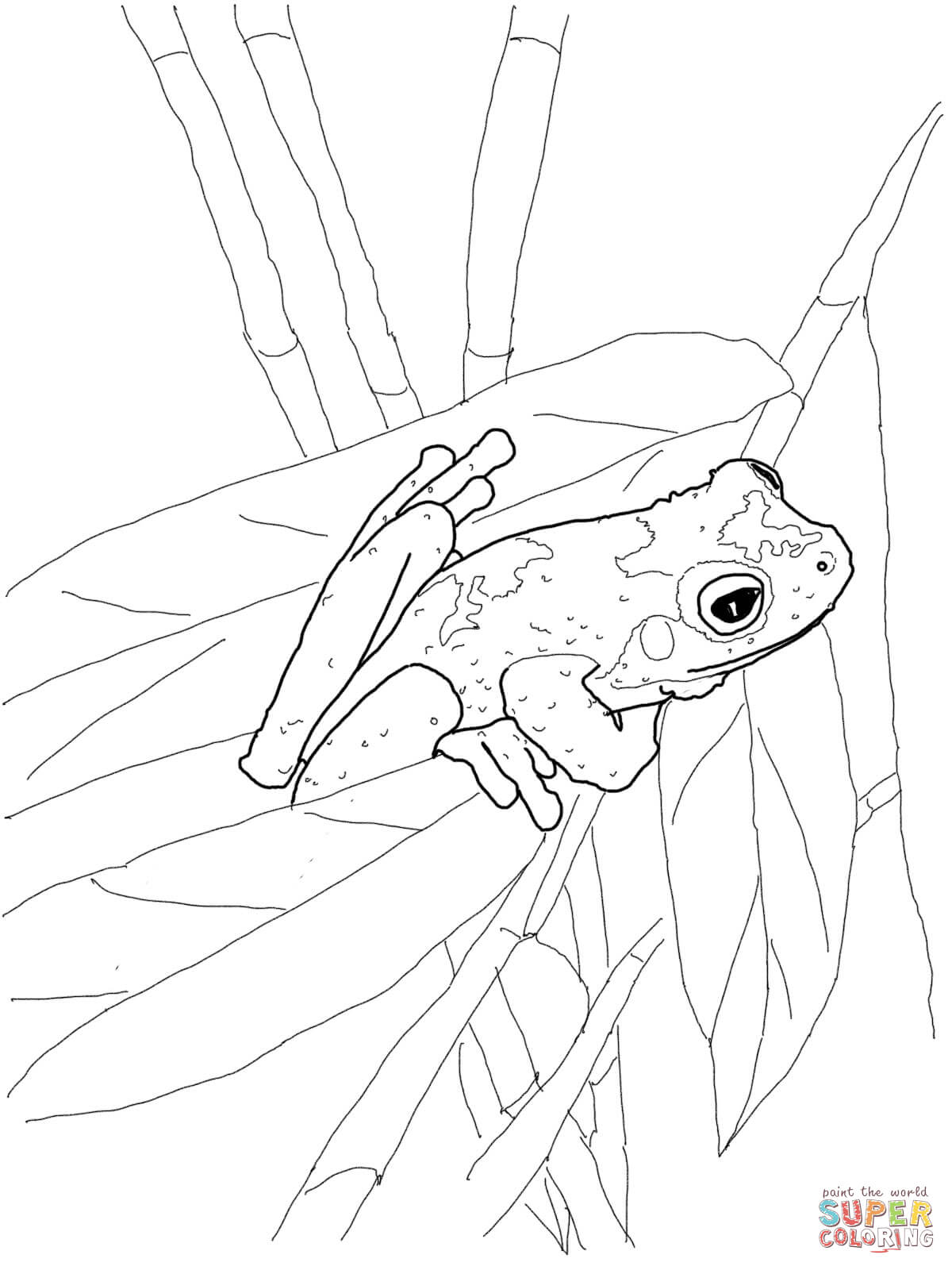 25 Free Coloring Pages Frog 23