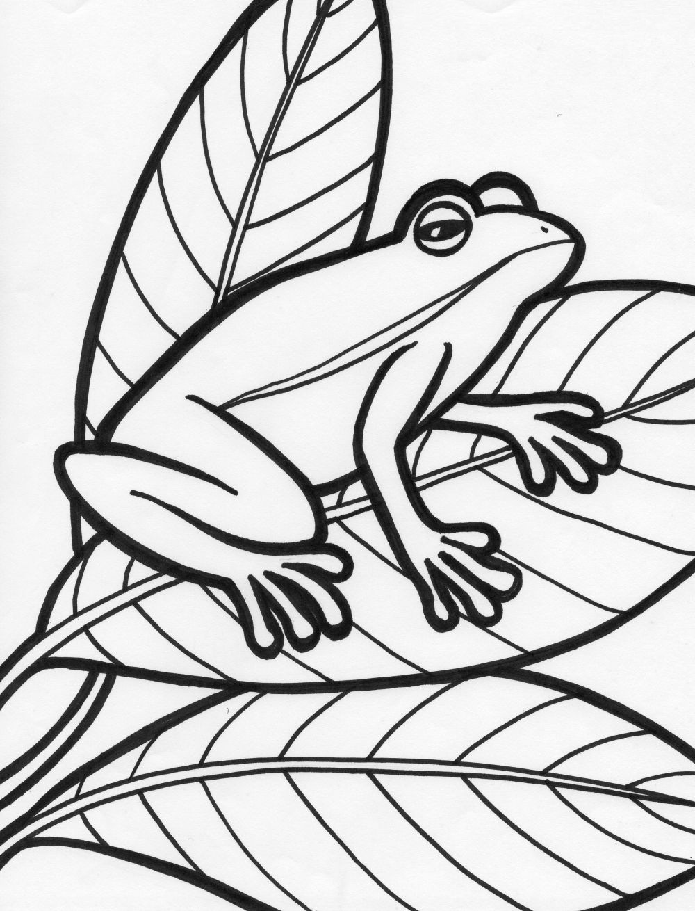 25 Free Coloring Pages Frog 9