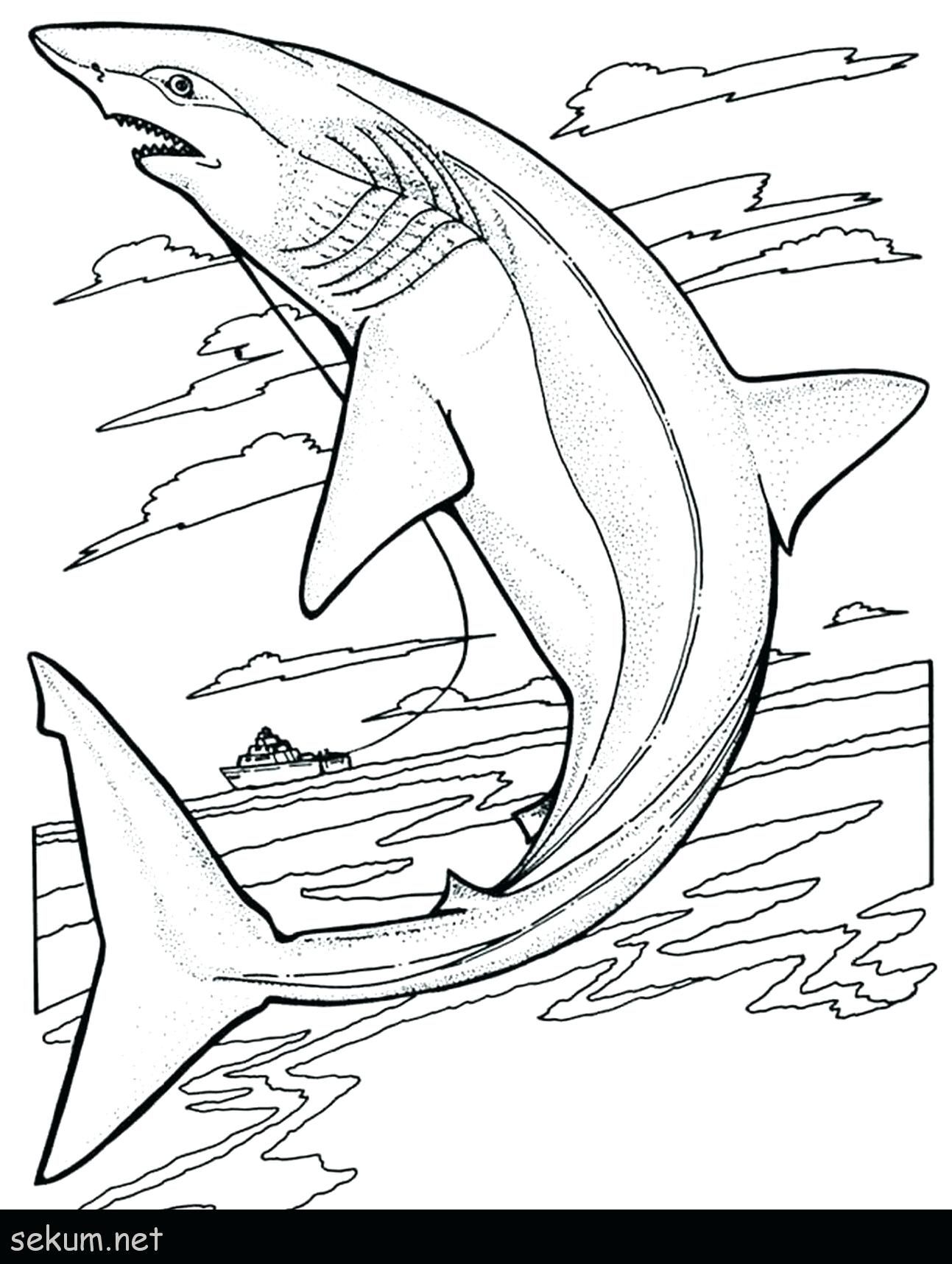 40 Coloring Pages Megalodon 17