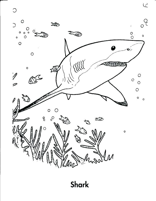 40 Coloring Pages Megalodon 23