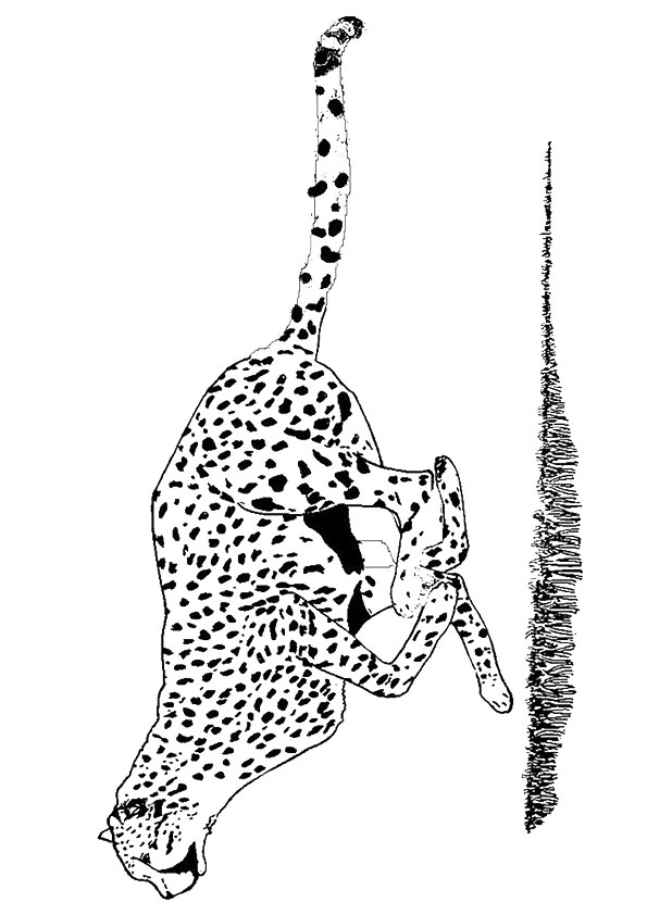 50 Cheetah Coloring Book 11