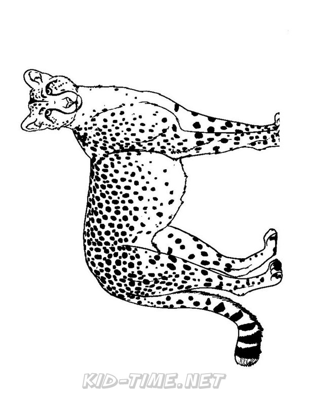 50 Cheetah Coloring Book 14