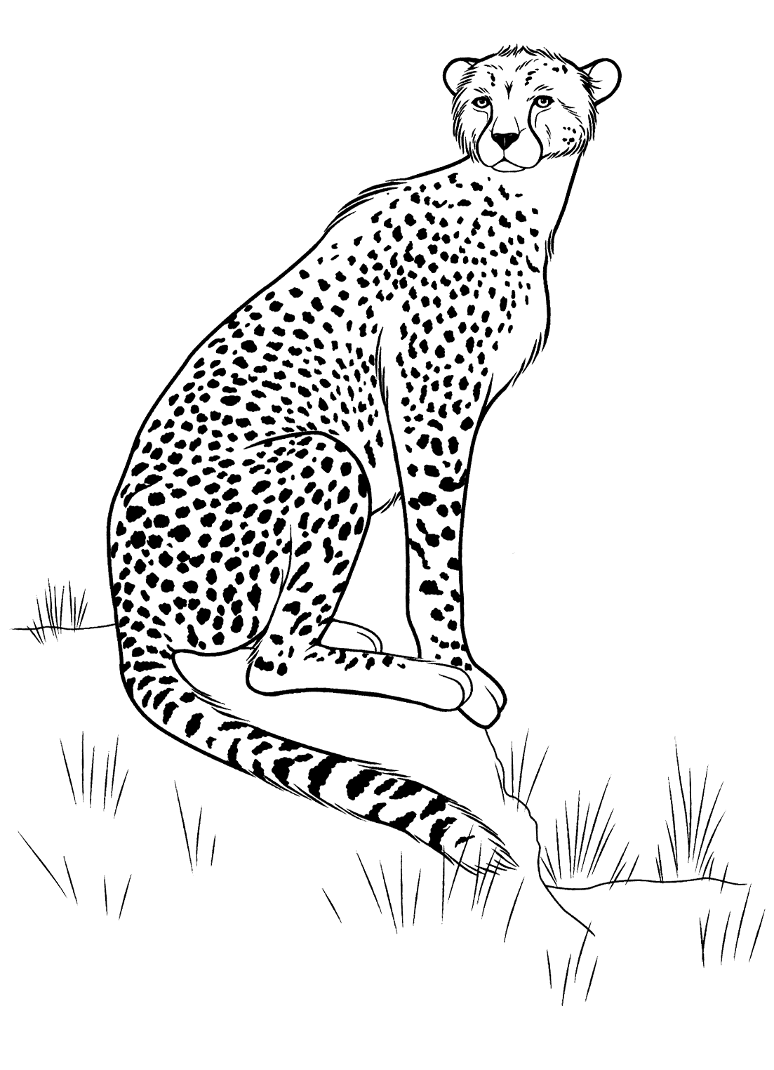 50 Cheetah Coloring Book 16