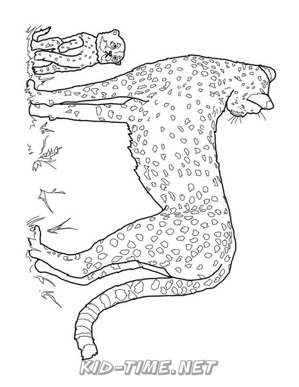 50 Cheetah Coloring Book 17