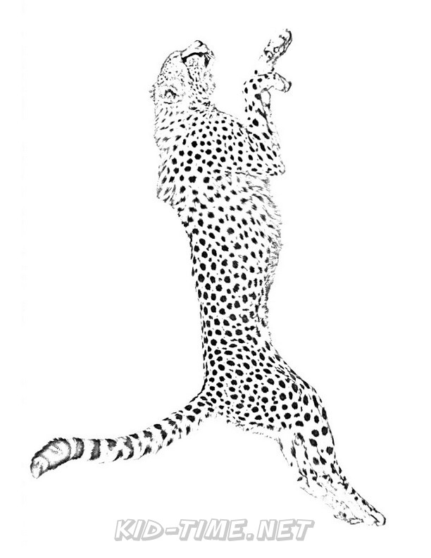 50 Cheetah Coloring Book 29