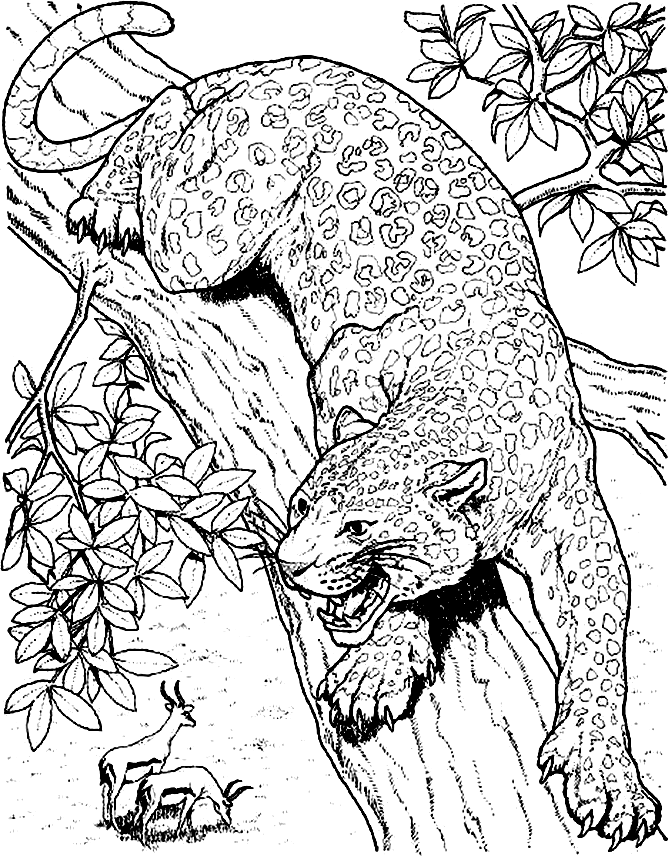 50 Cheetah Coloring Book 34