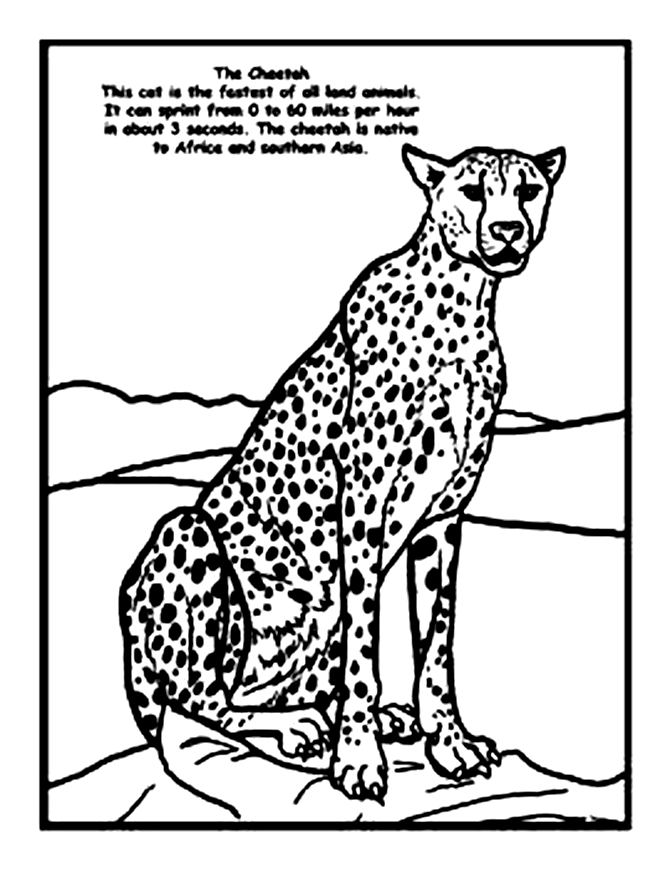 50 Cheetah Coloring Book 36