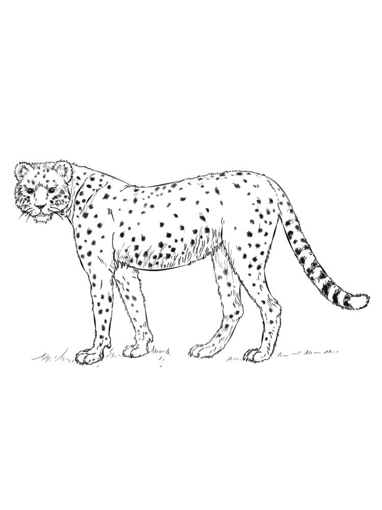 50 Cheetah Coloring Book 40