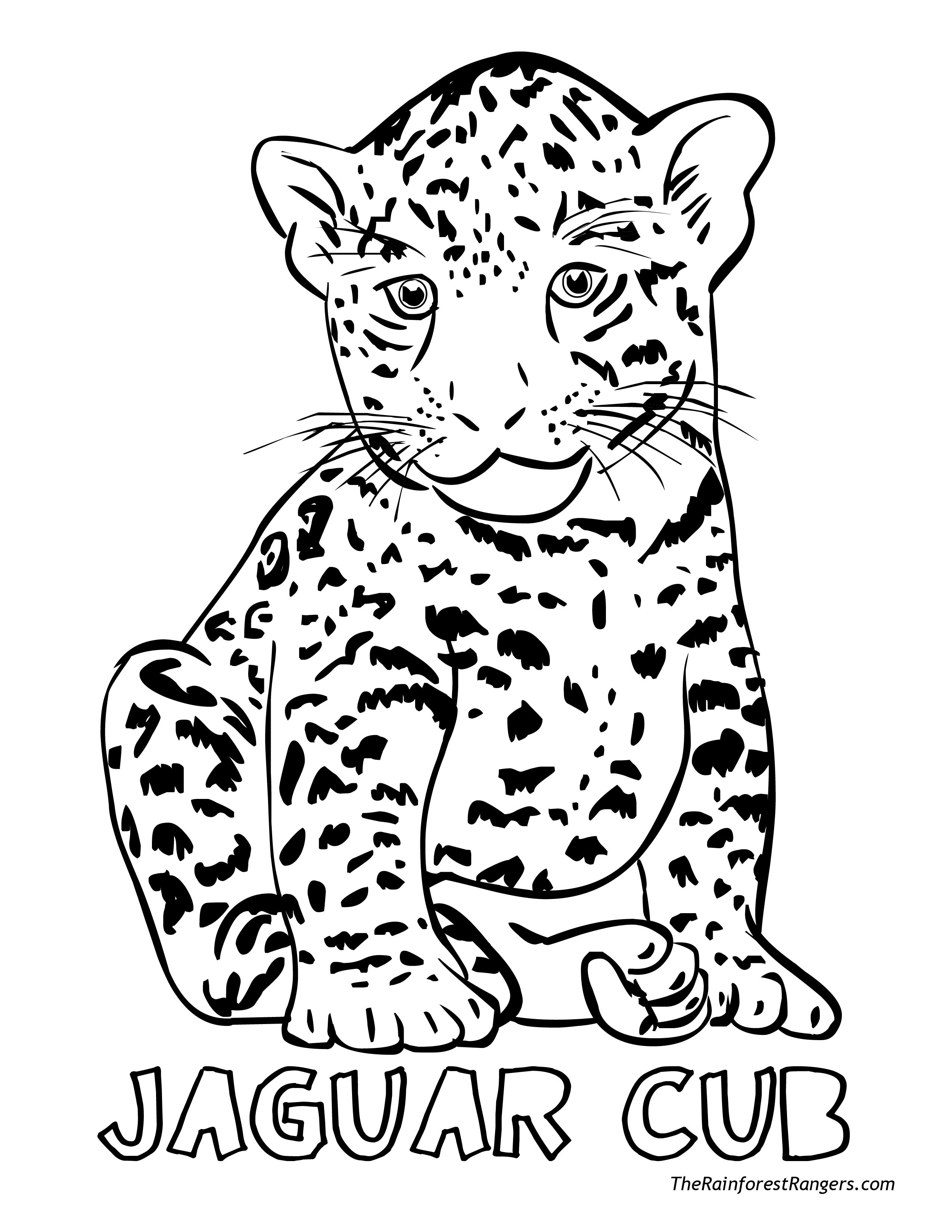 50 Cheetah Coloring Book 45