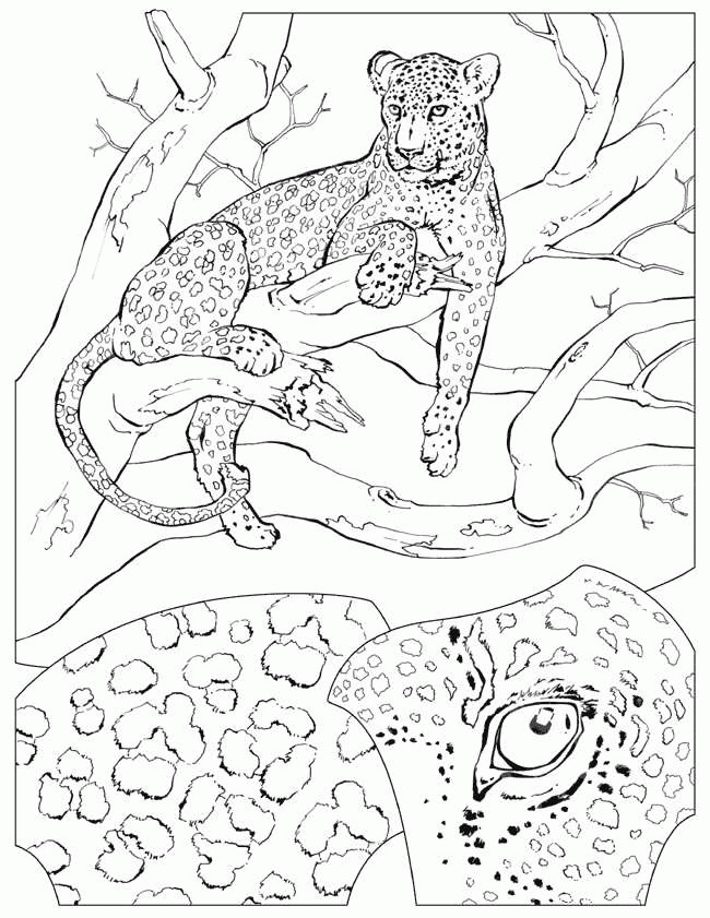 50 Cheetah Coloring Book 46