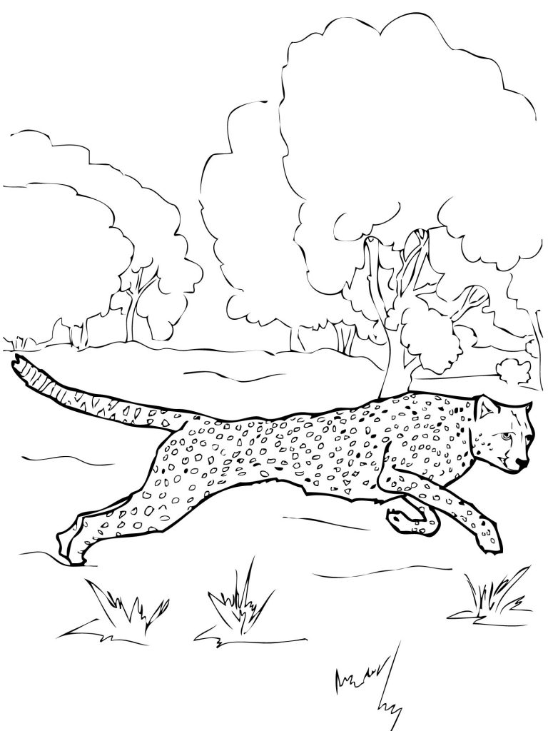 50 Cheetah Coloring Book 48