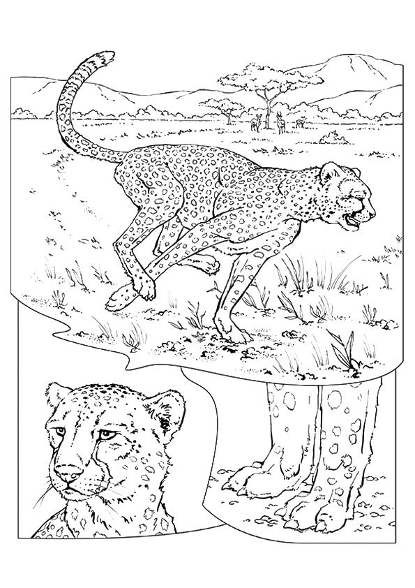 50 Cheetah Coloring Book 49