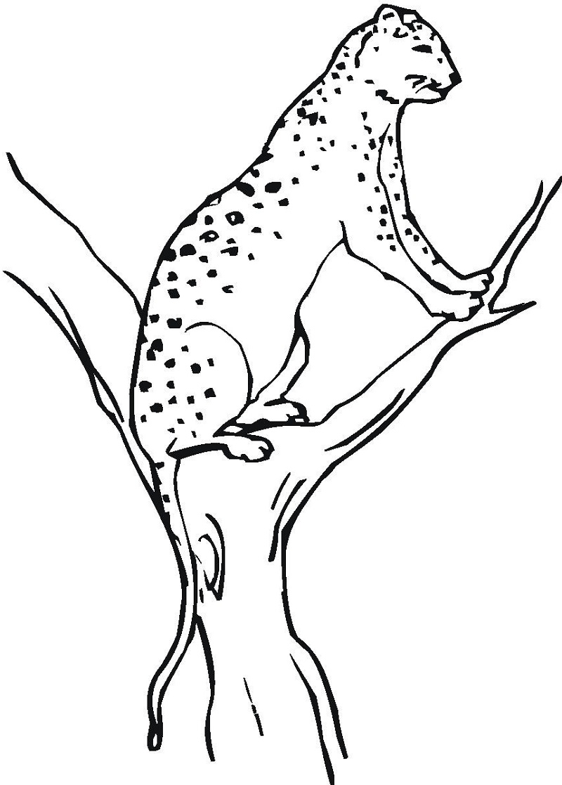 50 Cheetah Coloring Book 51