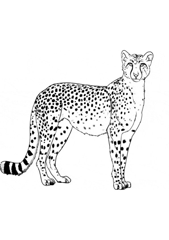 50 Cheetah Coloring Book 52