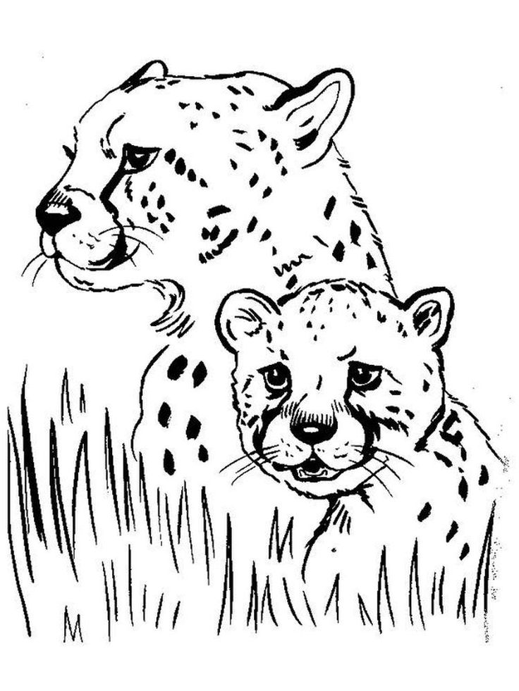 50 Cheetah Coloring Book 8