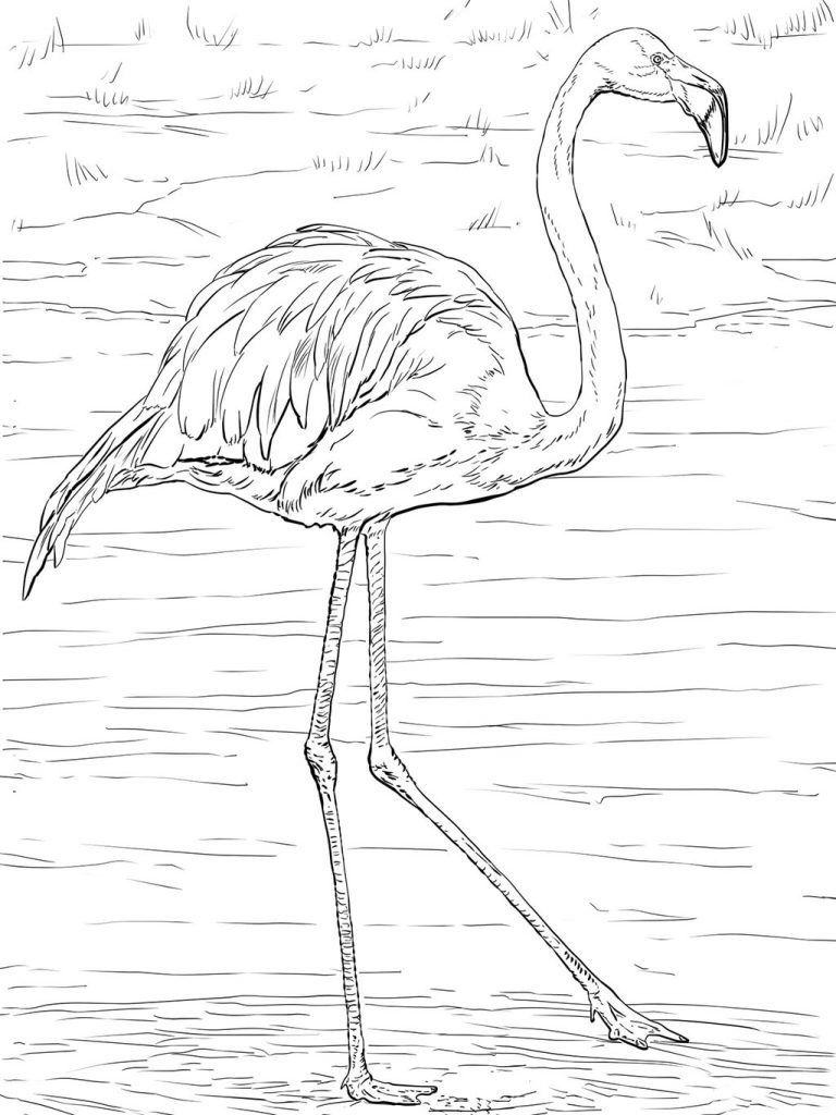 55 Flamingo Printable Coloring Pages 19