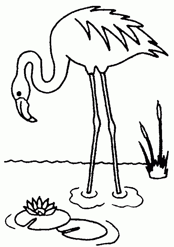 55 Flamingo Printable Coloring Pages 20