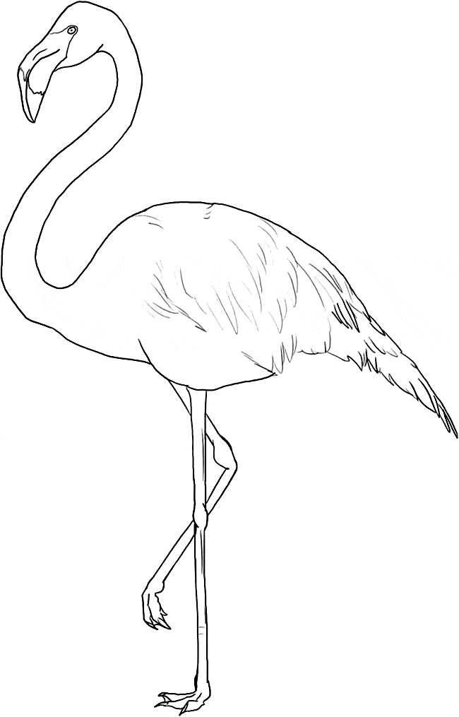 55 Flamingo Printable Coloring Pages 27