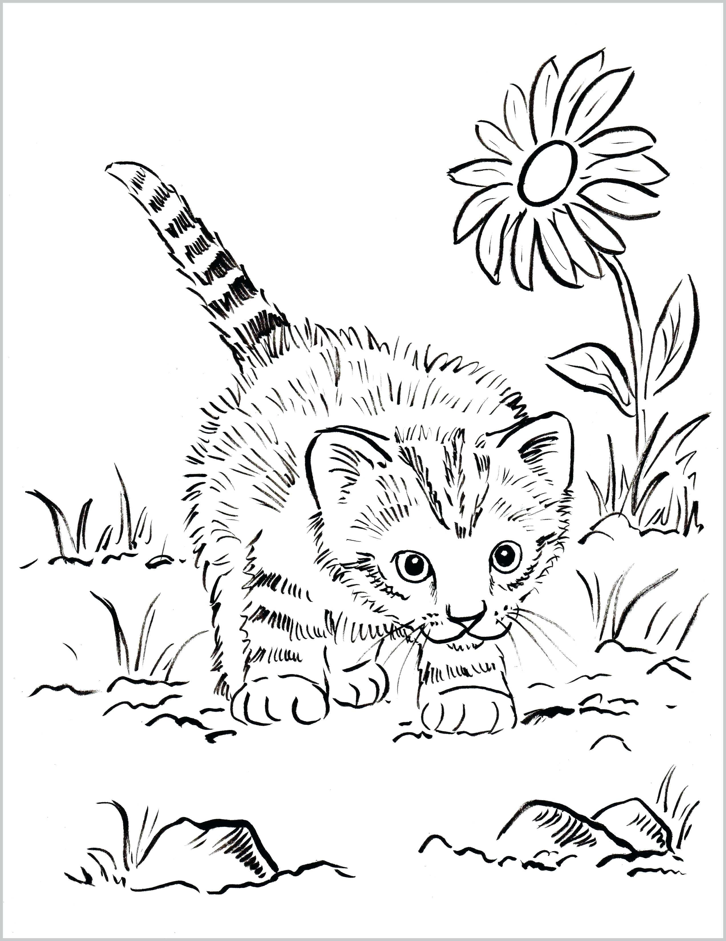 60 Printable Tabby Cat Coloring Page 43