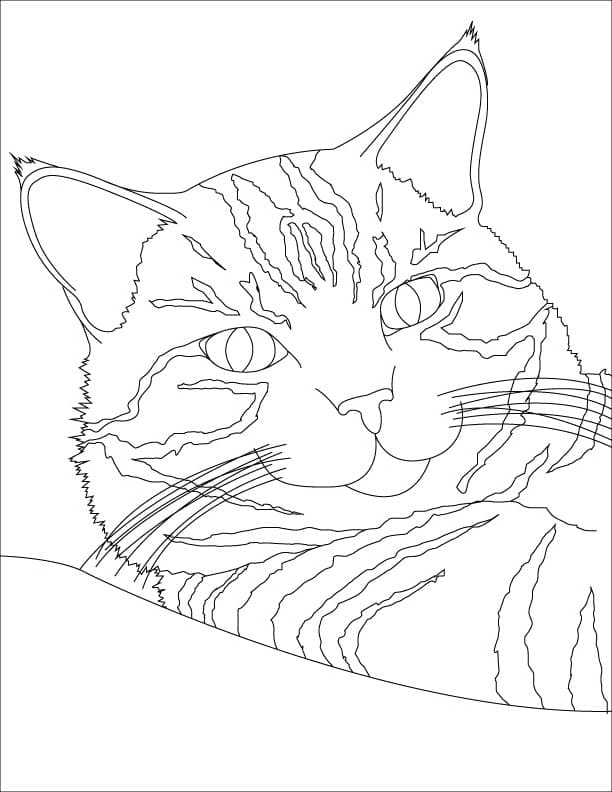 60 Printable Tabby Cat Coloring Page 46