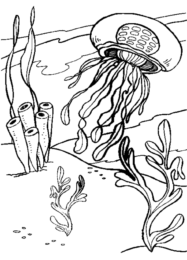 Get 85 Jellyfish Coloring Sheet Ideas 3