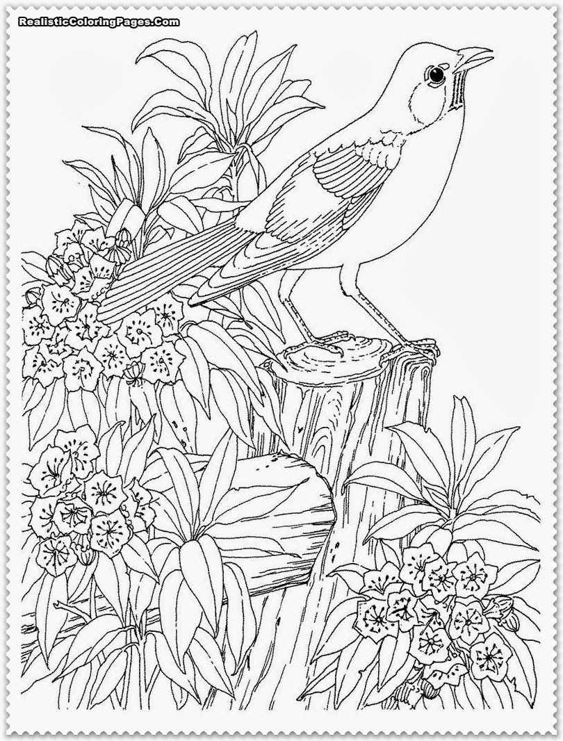 Get 85 Realistic Coloring Page Ideas 18