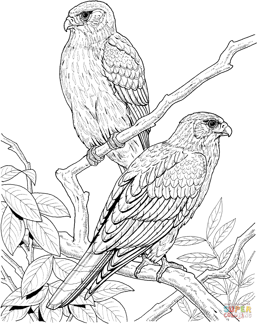 Get 85 Realistic Coloring Page Ideas 60